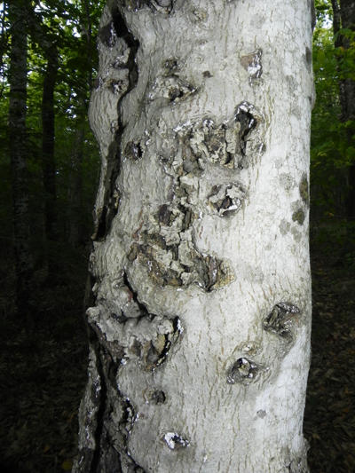 Beech scale insects can be seen along with many small cankers.