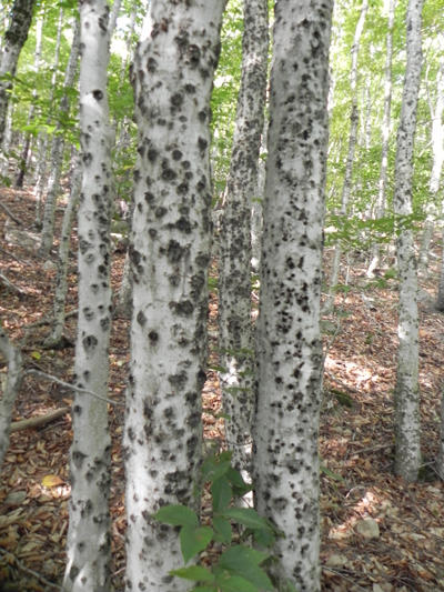 Beech trees with beech bark disease.