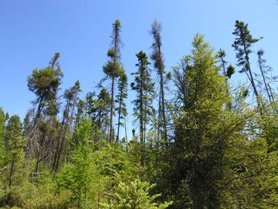 Witches' brooms on black spruce caused by Arceuthobium pusillum