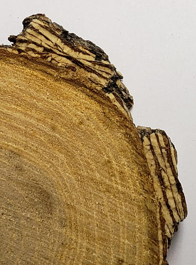 The bark of elm has very characteristic layering that other hardwood trees do not have.