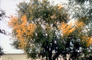 Elm yellows produces yellow leaves throughout the crown. The disease is lethal and irreversible.