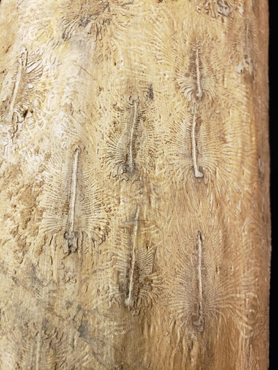 Egg laying galleries of the European elm bark beetle are made along with the grain of the wood (up and down)