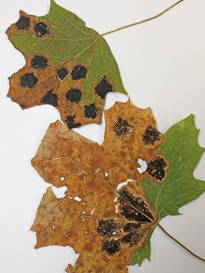 Note that the tar spots can be big black zones or can appear somewhat diffuse.
