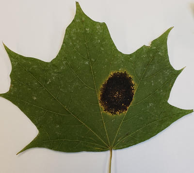 A leaf with one infection site from Rhytisma acerinum.