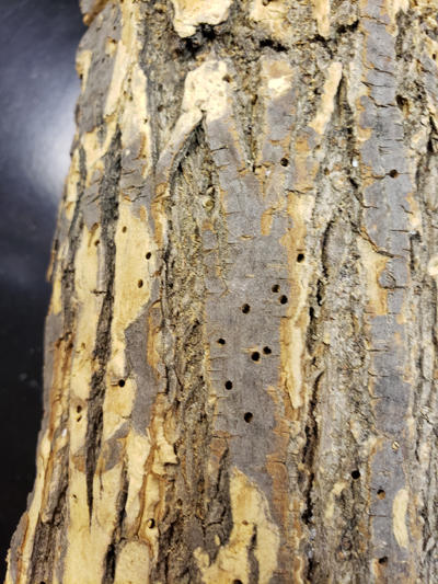 Exit holes in the bark where mature elm bark beetles left the tree.