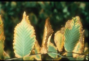 Flourine damage on birch. Necrosis at the margins of leaves.