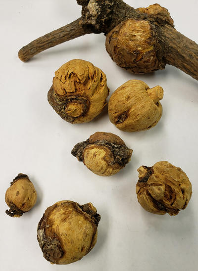 Animals often chew the galls when pycnia are out. The sweet pycnial fluid filled with pycniospores attracts insects (as well as squirels and rodents)