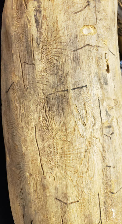 An elm log with galleries of both the European and North American elm bark beetles.