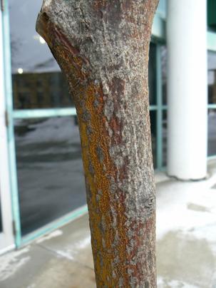 Canker caused by Aurantioporthe (old name: Cryptodiaporthe) corni on the main stem of alternate leaf dogwood. The canker has a bright golden coloration. The dark reddish bark is the natural color of the bark and the area not yet affected by the canker causing fungus.