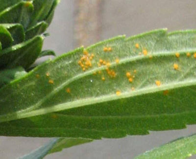 Uredinia on the bottom of a goldenrod leaf.