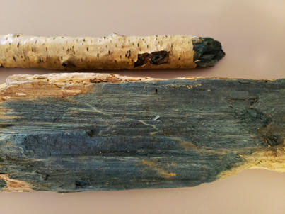 Samples that are dry of green stain (or blue/green) in aspen and birch caused by Chlorociboria. 