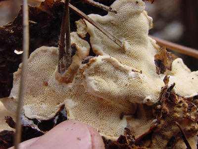 The bottom pore surface of a fruiting body showing irregular shaped pores and a sterile zone with no pores at the edges.