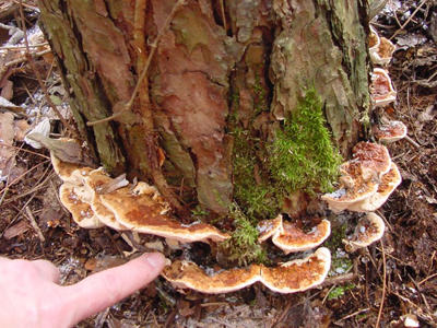 Fruiting bodies as they appear at the base of a red pine.