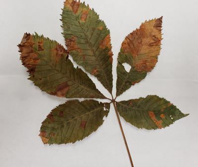 Anthracnose on Aesculus sp.
