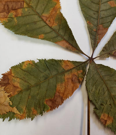 Close up of another horse chestnut leaf with anthracnose