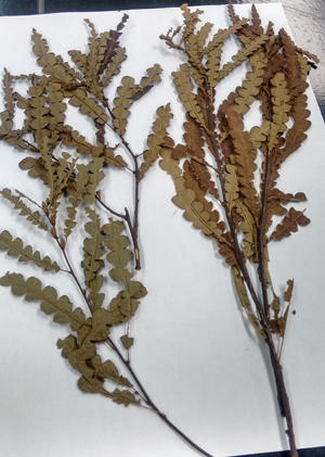 Sweetfern, Comptonia aspenifolia, is an alternate host for this rust.