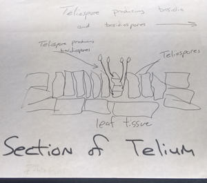 Diagram showing teliospores in the leaf and basidiospores being produced. 
