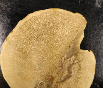 Bottom surface showing small pores