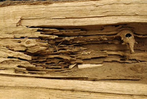 Carpenter ant damage in wood.
