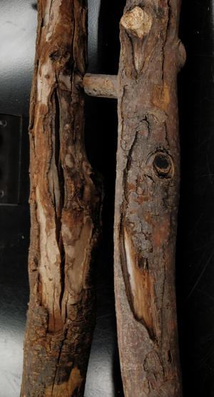 Cankers on branches caused by fire blight.