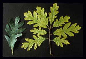 Iron chlorosis on oak (leaves on right). Healthy oak leaf on left.
