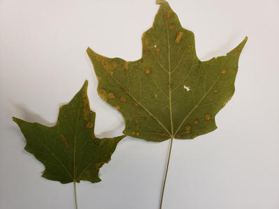 Symptoms of maple anthracnose after infection when leaves had fully formed. Early stage of infection.