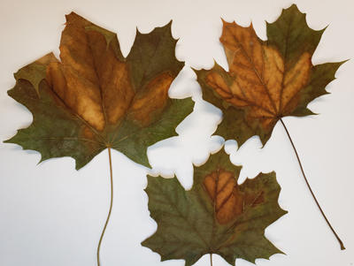 Anthracnose on maple after a late spring infection when leaves had already been developed. Later stage of infection showing advanced symptoms after the fungus has grown within the leaves.