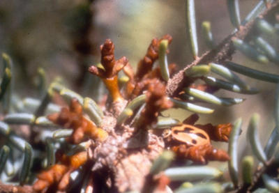 Female shoots are pollinated by insects in the spring.