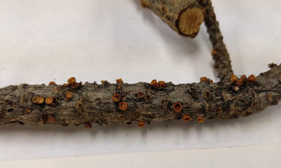 Basal cups on ponderosa pine stem infected by Arceuthobium vaginatum. 