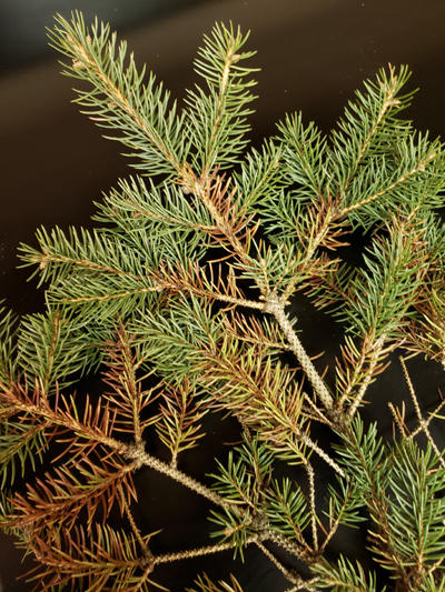 Blue spruce with Rhizosphaera. Note older infected needles that are brown.