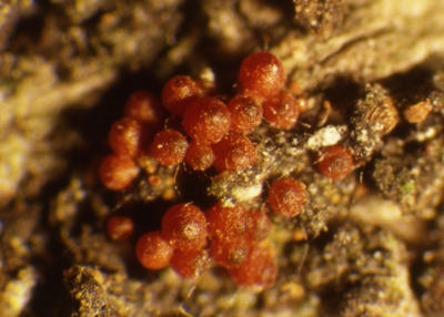Red perithecia of Neonectria formed on the edge of a canker. The perithecia produce ascospores that cause new infections.