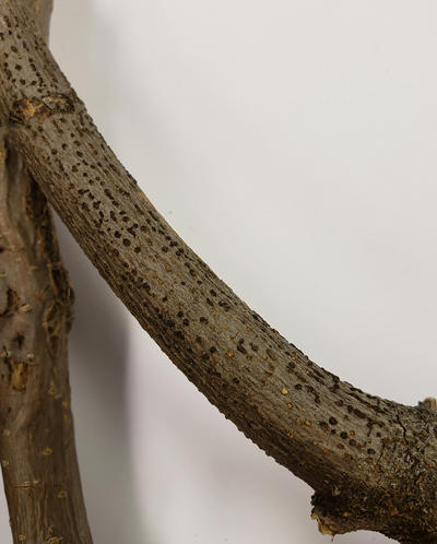 Cankers on branches produce sporodochia soon after infection. Here a small branch was killed by the fungus and sporodochia (black when dry but can be reddish colored when fresh) formed producing asexual spores.