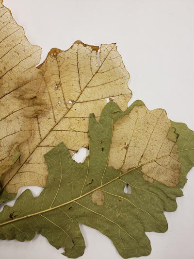 Here is damage by the oak skeletonizer caused by the feeding of the larval stage of a moth.