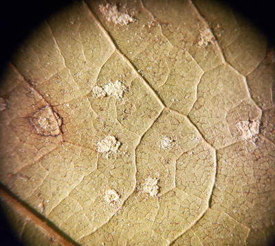Uredia producing urediniospores on the bottom of a red oak leaf.