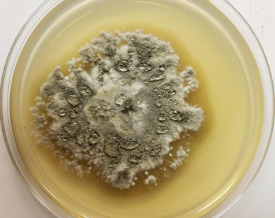 The oak wilt fungus, Bretziella (Ceratocystis) fagacearum, growing in culture