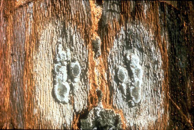 The fungus causing oak wilt produces fungal mats under the bark.