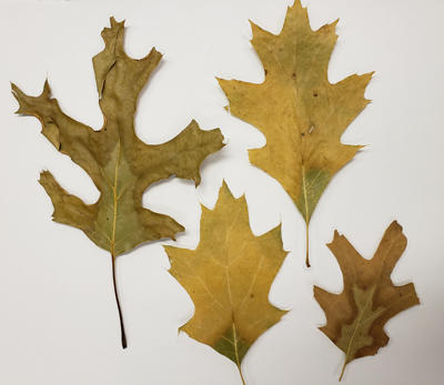 Oak wilt leaf symptoms on red oak.