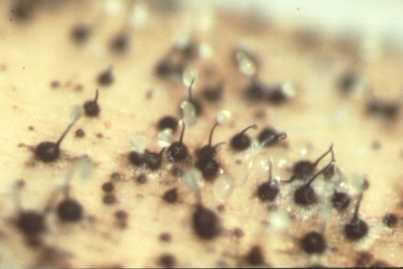 Perithecia have a bulbous base and long neck. Ascospores accumulate on the tip in a sticky matrix.