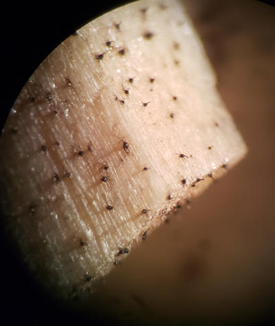 A and B strains coming together will result in perithecia forming on the elm wood.