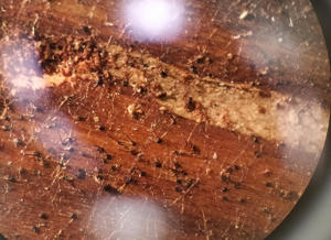 Perithecia produced by a blue stain fungus on pine wood. Note bulbous base at each perithecium.