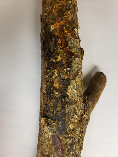 Main stem canker caused by Fusarium circinatum. Lots of pitch flows out of the cankered area.