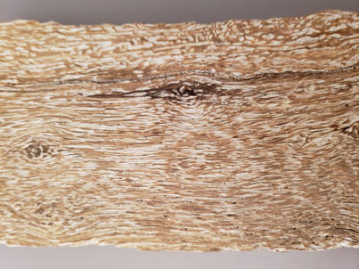 White pocket rot in oak showing interesting patterns of delignified wood and non-decayed wood.