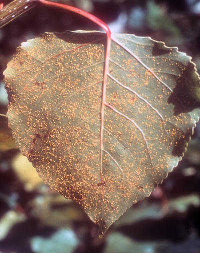Uredinia on the bottom of a poplar leaf.