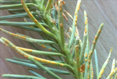 Pycnia and aecia of poplar leaf rust are produced on larch and fir needles. Aecia can be seen in this photo.