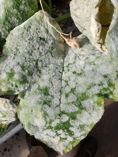 Advanced stage of powdery mildew showing a very powdery appearance