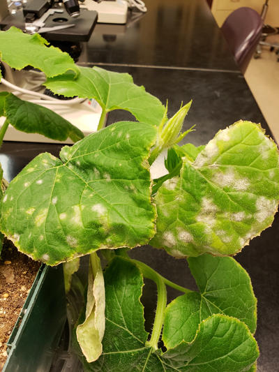 Powdery mildew on squash growing in the greenhouse. The white surfaces produce large numbers of conidia.