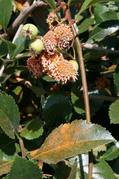 Aecia on the fruits of Hawthorn caused by Quince Rust.