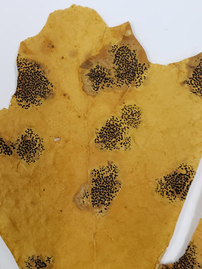 Closer view of the black spots produced in groups on maple by Rhytisma punctatum.