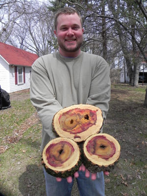 People are often amazed to find red stain when they cut up box elder with its vivid extraordinary color.