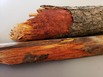 A different red stain (a dark blood red) occurs in pine wood. This is caused by fungal pigments produced by a decay fungus Phanerochaete sanguinea. 